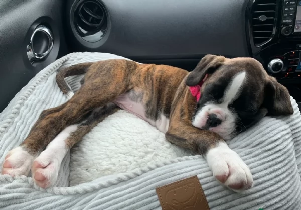 cuccioli di Boxer ALLEVATI CON AMORE per adozione | Foto 0