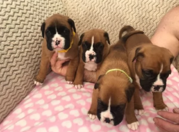 cuccioli di Boxer ALLEVATI CON AMORE per adozione