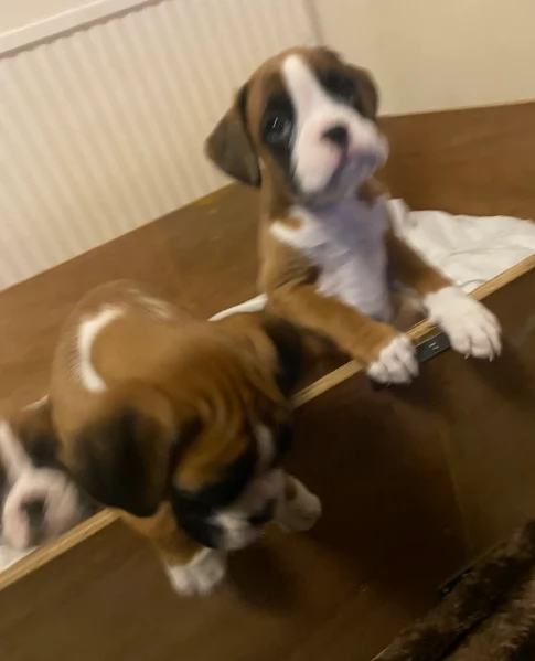 cuccioli di Boxer ALLEVATI CON AMORE per adozione