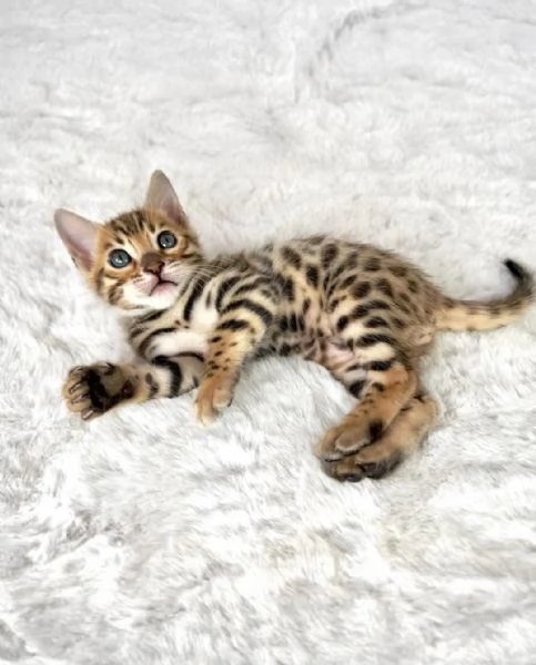 Gattini Bengala di razza pura  | Foto 3