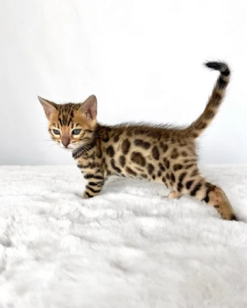 Gattini Bengala di razza pura  | Foto 2