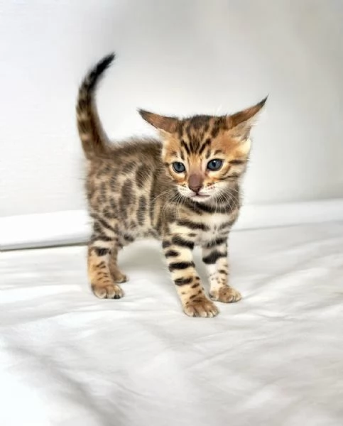 Gattini Bengala di razza pura  | Foto 1