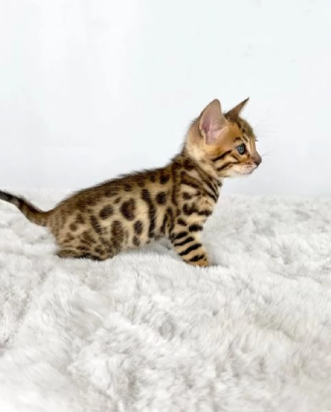 Gattini Bengala di razza pura  | Foto 0