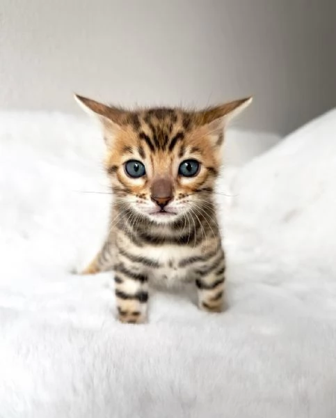 Gattini Bengala di razza pura 