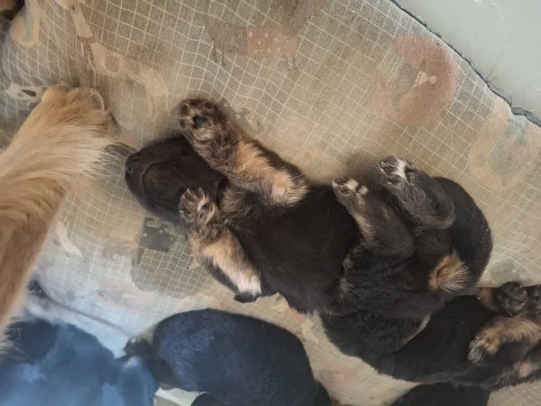 CUCCIOLI DI PASTORE TEDESCO DA PRIVATO | Foto 1