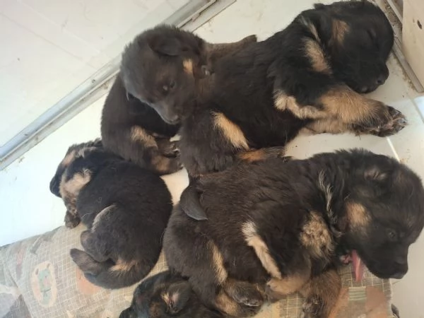 CUCCIOLI DI PASTORE TEDESCO DA PRIVATO