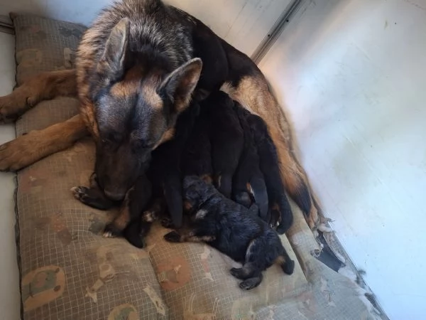 CUCCIOLI DI PASTORE TEDESCO DA PRIVATO | Foto 0