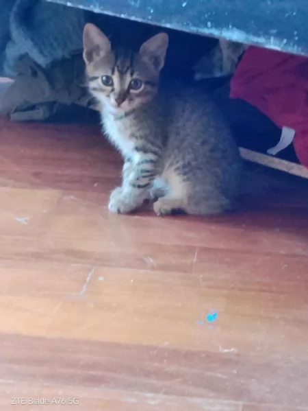 Cerco casa per due gattini  | Foto 5