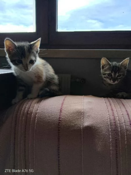 Cerco casa per due gattini 