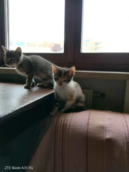 Cerco casa per due gattini  | Foto 4