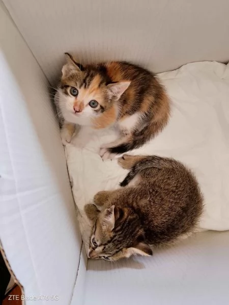 Cerco casa per due gattini  | Foto 3
