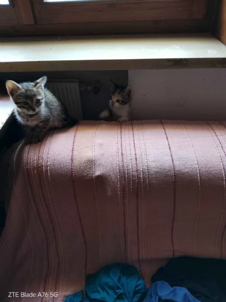 Cerco casa per due gattini  | Foto 2