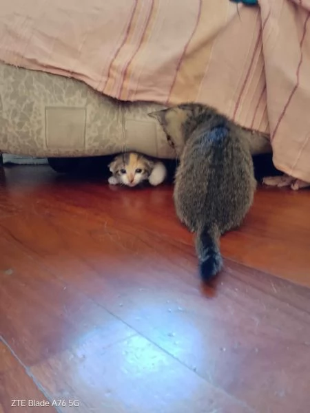 Cerco casa per due gattini  | Foto 1