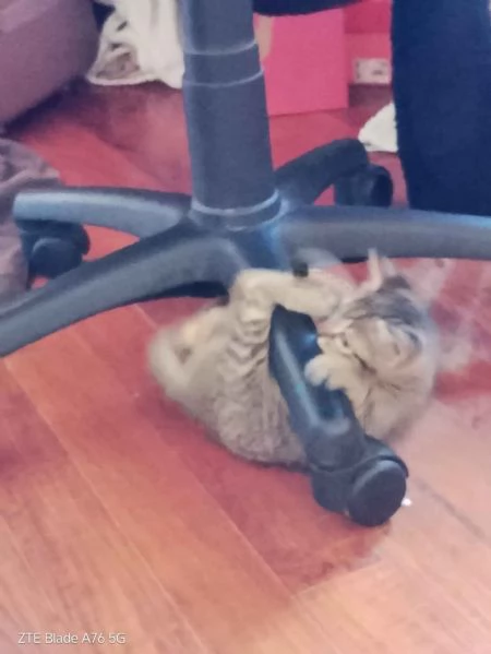 Cerco casa per due gattini  | Foto 0