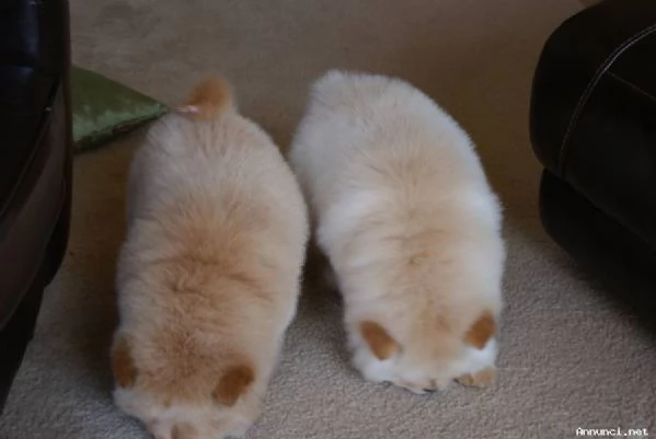 Vendita cucciolo di chow chow maschio e femmina