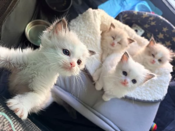 Dolcissimi cuccioli di Ragdoll