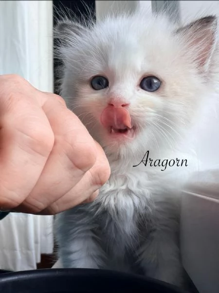 Dolcissimi cuccioli di Ragdoll | Foto 3