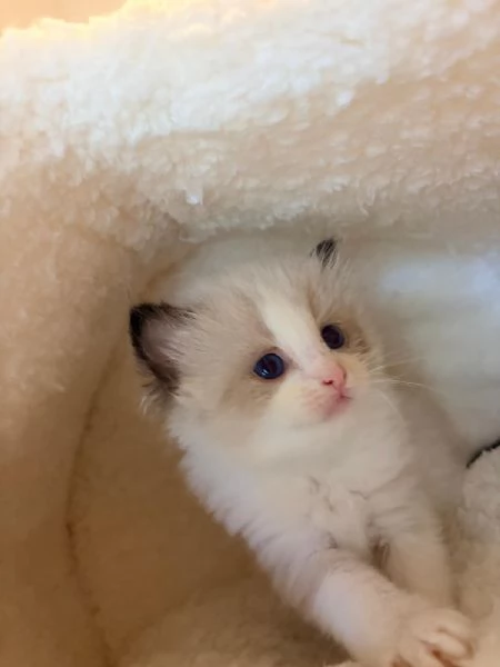Dolcissimi cuccioli di Ragdoll | Foto 2