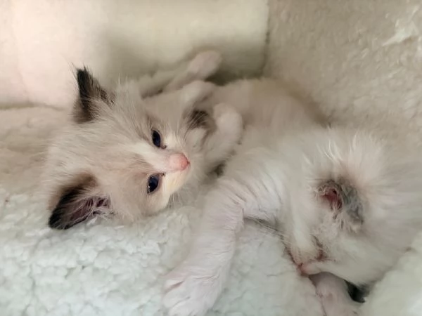Dolcissimi cuccioli di Ragdoll | Foto 1