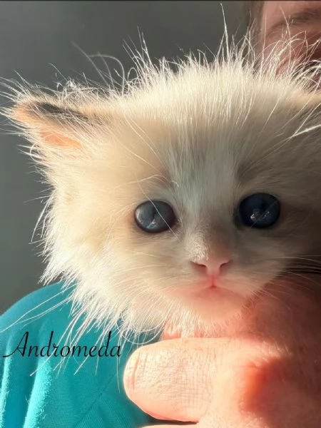 Dolcissimi cuccioli di Ragdoll | Foto 0