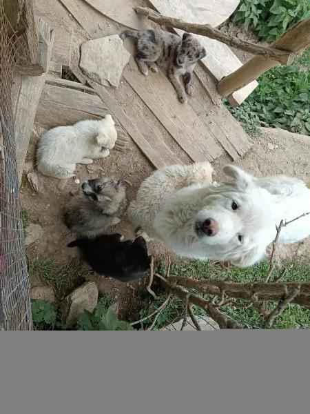 Regalo cuccioli  | Foto 4