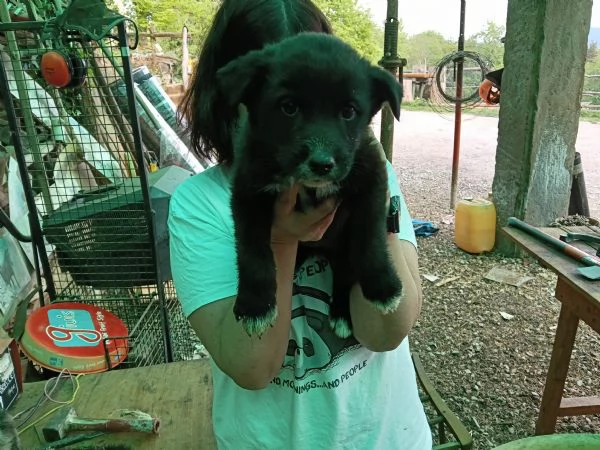 Regalo cuccioli  | Foto 3