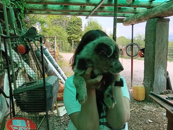 Regalo cuccioli  | Foto 2