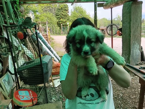 Regalo cuccioli  | Foto 1