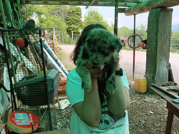 Regalo cuccioli  | Foto 0