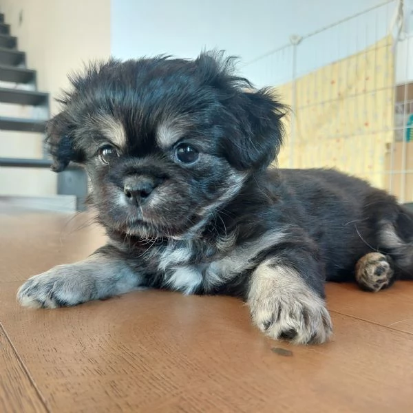 Cuccioli Tibetan Spaniel  | Foto 4