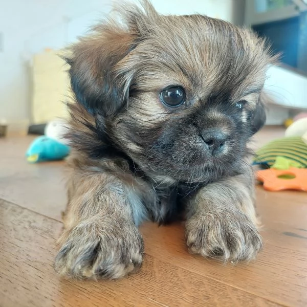 Cuccioli Tibetan Spaniel 