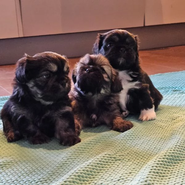 Cuccioli Tibetan Spaniel  | Foto 3
