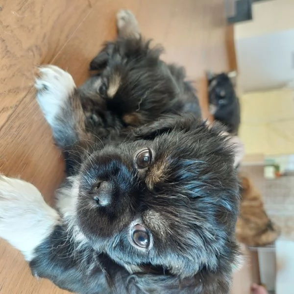 Cuccioli Tibetan Spaniel  | Foto 2