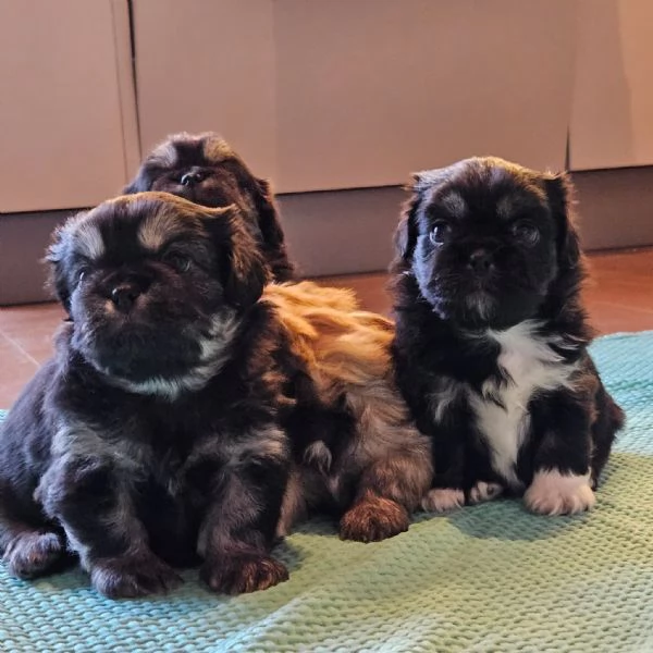 Cuccioli Tibetan Spaniel  | Foto 1
