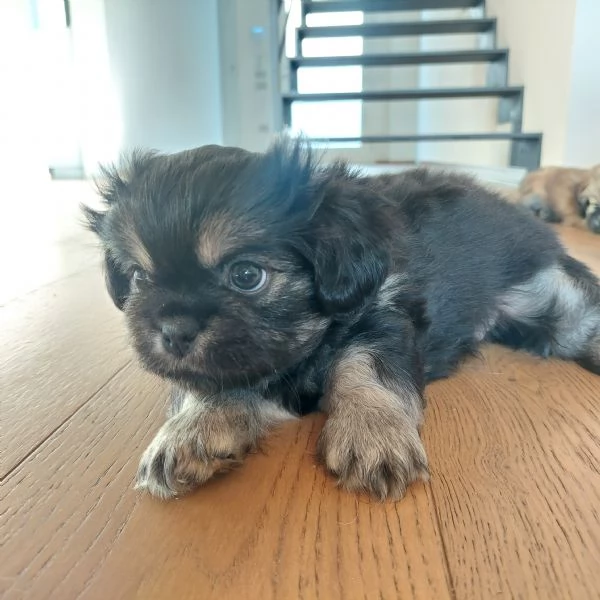 Cuccioli Tibetan Spaniel  | Foto 0