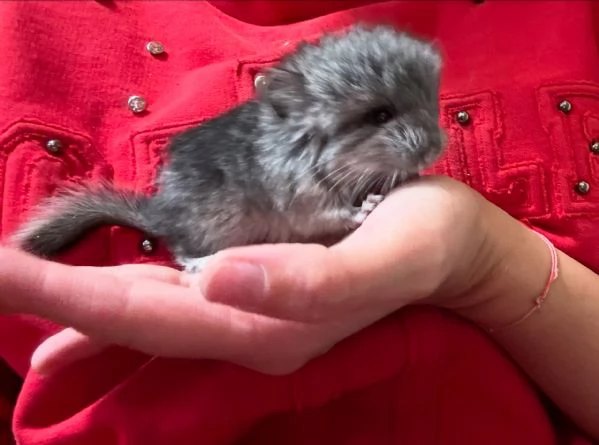 Cuccioli di cincillagrave 