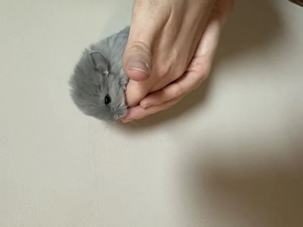 Cuccioli di cincillagrave  | Foto 5