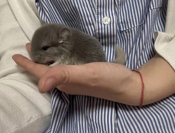 Cuccioli di cincillagrave  | Foto 4