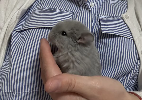 Cuccioli di cincillagrave  | Foto 3