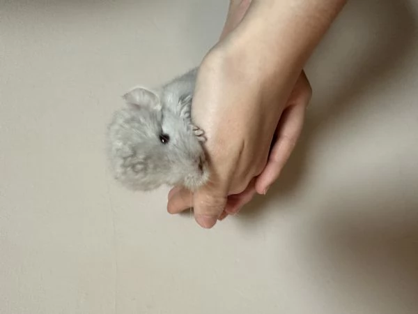 Cuccioli di cincillagrave  | Foto 2