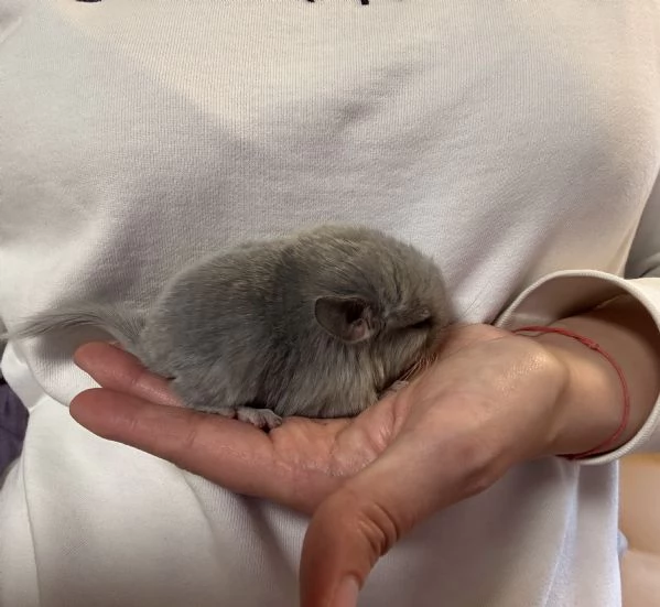 Cuccioli di cincillagrave  | Foto 1