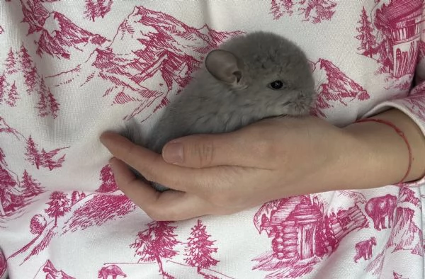 Cuccioli di cincillagrave  | Foto 0