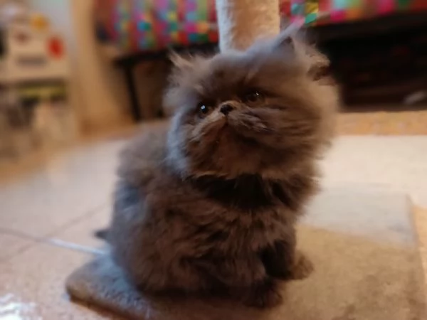 Cucciolo persiano blu