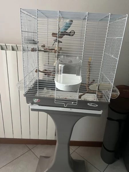 vendo cocorita allevata a manogabbia 