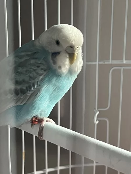 vendo cocorita allevata a manogabbia  | Foto 0