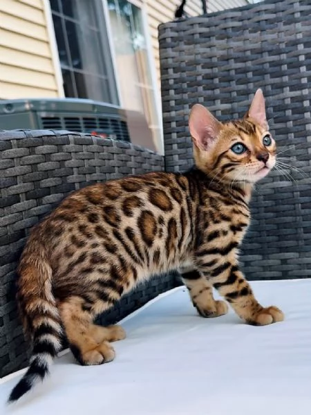 Gattini del Bengala | Foto 4