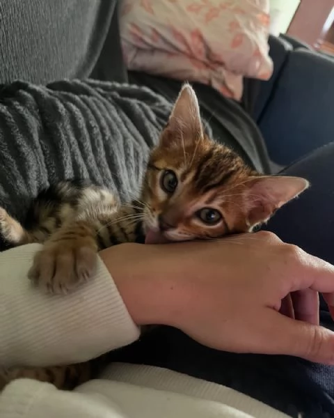 Gattini del Bengala  Amichevoli e socievoli | Foto 3