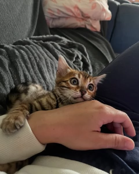 Gattini del Bengala  Amichevoli e socievoli