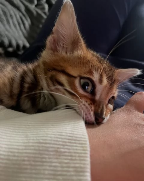 Gattini del Bengala  Amichevoli e socievoli | Foto 1