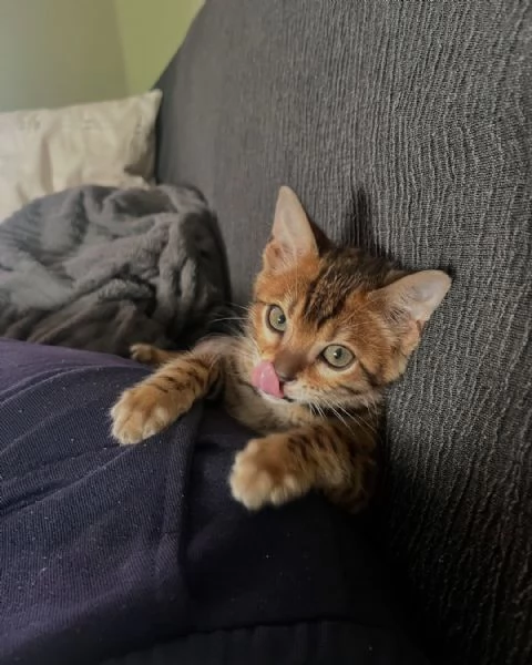 Gattini del Bengala  Amichevoli e socievoli | Foto 0